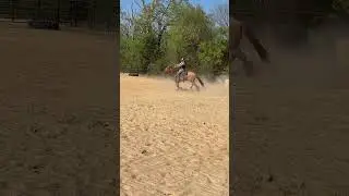 Cinder! #shezalilwiskeygirl #jaylieayres #grindygrind #tyj #blessed #barrelracing #rodeo #training