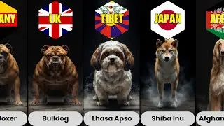 Comparison: Dog Breeds Humans Tamed First & Their Country of Origin