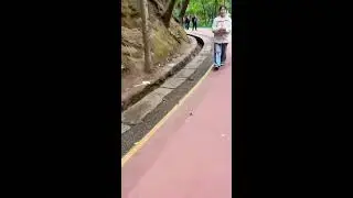 You can't help but smile watching these playful primates | #shorts 😄