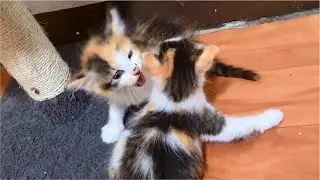 2 Angry Kittens fighting don't want to share the tower
