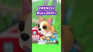 Every Pet Released in Adopt Me 2025! 🐶😺✨