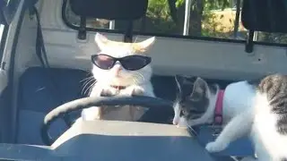 These CATS are too FUNNY! 🤣 | New Cat Videos 2025