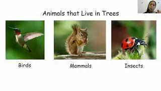 Tree Animals in North America