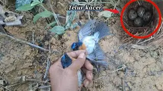 burung kacer liar membuat sarang hanya di pingir jalan