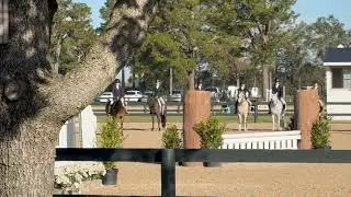 Westbrook THF - Small Pony Hunter 