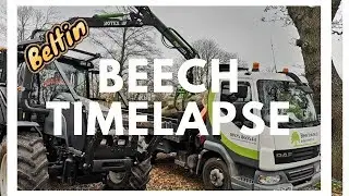 TIME LAPSE: Beech Removal