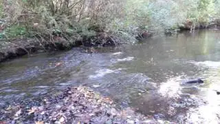 Salmon Run in Chimacum Creek, Kala Point, Washington
