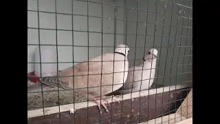 LIVE Dove Nest Cam 🕊️ Watch Doves 24/7 | Bird Camera Istanbul