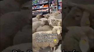Schafe st&uuml;rmen Penny Markt in Bayern