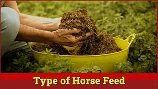 Types of Horse Feed