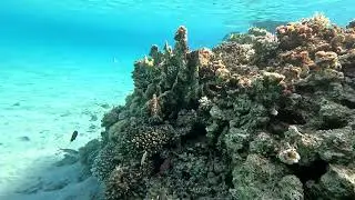 Snorkeling la Al Kasr Sahl Hasheesh Resort