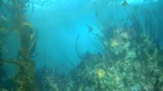 under the kelp canopy