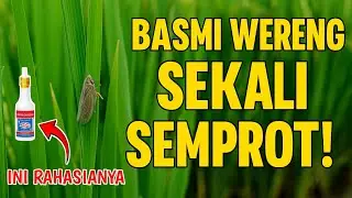 RAHASIANYA TERBONGKAR!! CUKUP PAKAI 1 TETES SAJA BIKIN WERENG MUSNAH SEKETIKA