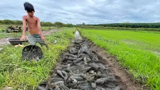 Unbelievable: A boy caught a lot of big fish in a canal