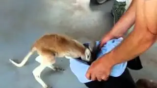 Alice Springs Kangarooo Rescue