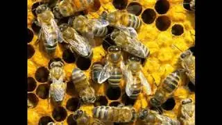 bees buzzing sound effect