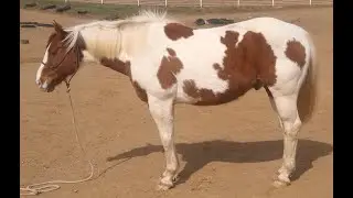 GEORGE.  14.2 gelding  very polite and gentle