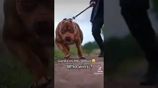 Gorilla vs xxl pitbull 😲 #trending #shorts #trendingshorts #edit #viral #dog #shortsfeed #pitbull