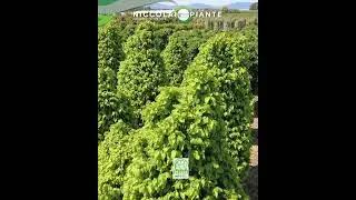 Niccolai Piante
