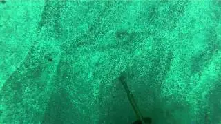 How to catch a razorfish (Freediving)