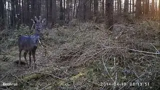 Camera trap highlights - Kennedy Wild Bird Food Forest