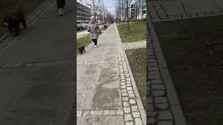 City | dog | walk #warsaw #poland #walking #dog #europe