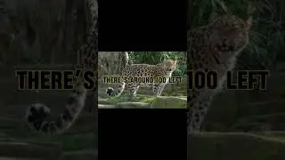 Animals that are going extinct in 2025 part 1