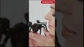 Top 5 Most Poisonous Spiders in the World !🕸🕷