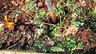 #Natural #Composting in #Home #Backyard including #Food #Waste in India (Ultra Fast way to fertail)