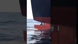 Seal Hitches a Ride on a Ship Rudder - 988303