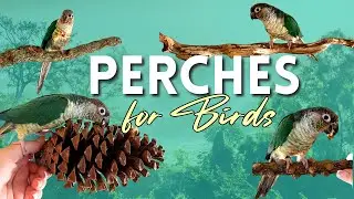 Perches for Parrots