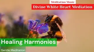 Healing Harmonies | Gentle Meditation | Music for Inner Balance | Heal your mind | Shen