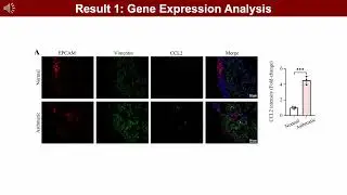 iMetaMed | Bronchial Fibroblast Cytokine Secretion to HDM: Role in Allergic Airway Inflammation