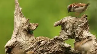 Heel veel musjes vanuit Tuinhut Arjan Troost
