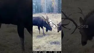 INSANE FIGHT: Bull Moose vs. Bull Elk 🤯 #Nature #Wildlife #AI