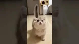 Funny and cute moments of cats | daily cuteness of kittens