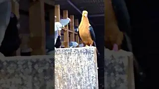 Archangel 🕊️ Pigeon 💫 Rare Breed Imported ✈️ from 🇺🇸 United States! #viral #pigeonlover #shorts #1m