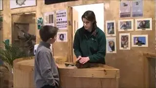 Guinea Pig Advice