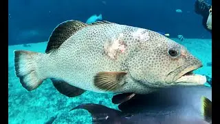 オオアオノメアラ　Squaretail coralgrouper　Plectropomus areolatus