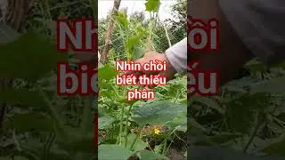 Nh&igrave;n Chồi L&agrave; Biết Thiếu Hay Dư Ph&acirc;n! (Dưa Leo)