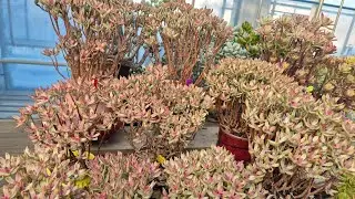 26.02.02.♧21년도캔디케인금 재식재해요 
