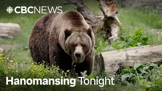2nd grizzly bear captured following B.C. attack | Hanomansing Tonight