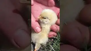 Sleepy Chick Falls Asleep After Tummy Rubs!