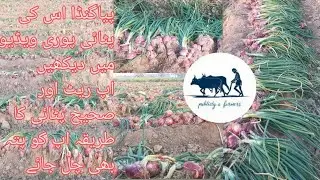 وصل پیاز گھنٹہ their studies do more ways and rate Watch this full video You will definitely underst