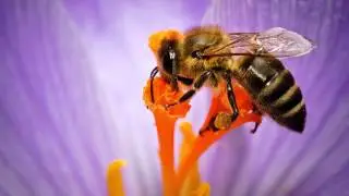 Interview on the decline of the European Honeybee
