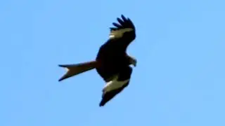 Rode wouw Drenthe / Red Kite circling (Milvus milvus)