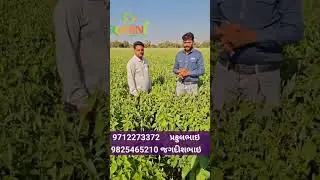 Chia seed farming.. ચિયા સિડ ની ખેતી..चिया सिड की खेती #chiaseeds #farming #kheti #chia #new #crop 