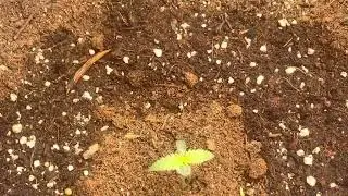 Day 5 auto flower double grape by Mephisto