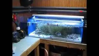 Custom Bashsea filtration system on 300 gallon reef tank