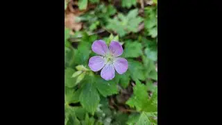 Wild geranium, Geranium maculatum. At Giant city state park. Southern Illinois.
